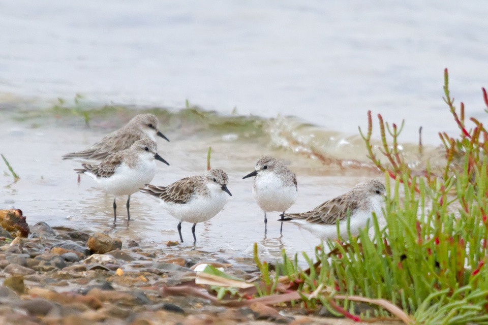 Red-necked Stint (Calidris ruficollis)